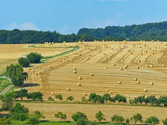 Landgasthof Grüner Baum - Genel