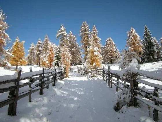 Laugen Cafe Pizza BB