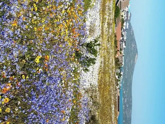 Lavender Cottage - Plaj