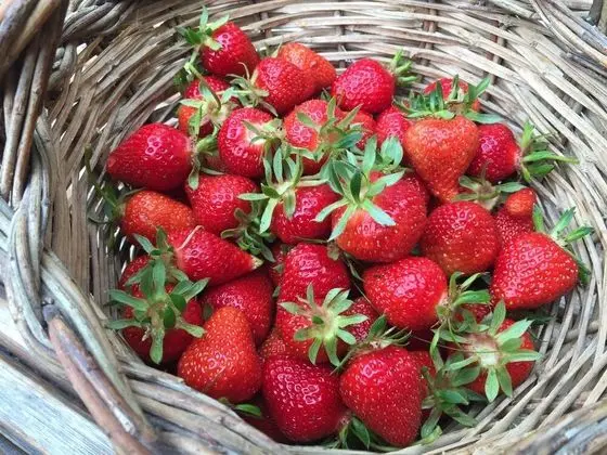 Le Case della Buca Agriturismo - Yerinde Yemek