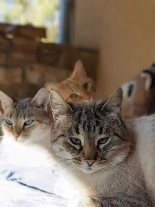 Le Chat Blanc - Dış Mekan