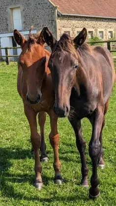 Le Gîte du Haras D'havetot - Genel
