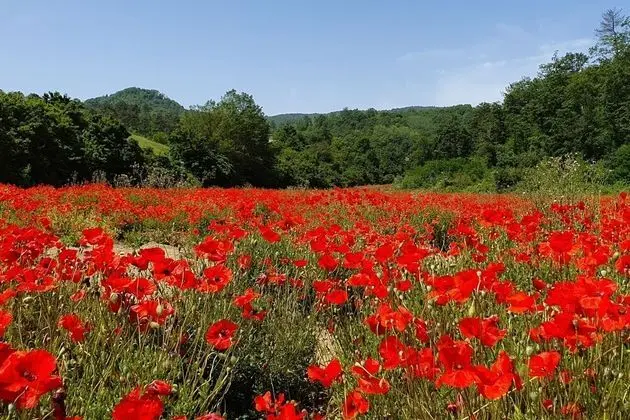 Villa Le Poggiola - Dış Mekan