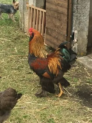 Le Relais de la Chouette - Dış Mekan