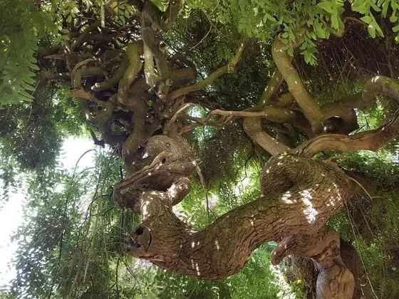 Le Sophora - Dış Mekan