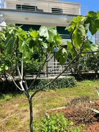 Lemon Tree Apartments - Dış Mekan