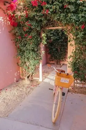 Les Cactus - Dış Mekan