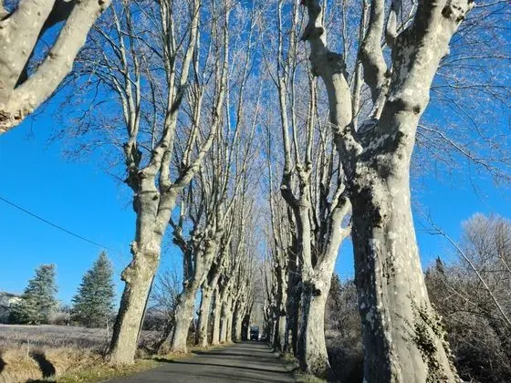 Les Marronniers - Genel