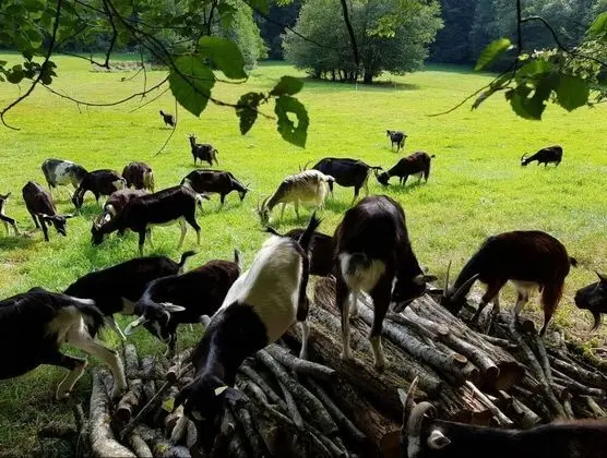 Les Roulottes à la Ferme du Magny-Robert - Dış Mekan
