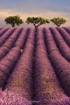 Les terrasses de Valensole - Dış Mekan