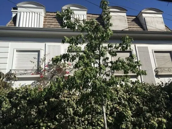 Lindas Casas para grupos y familias - Dış Mekan