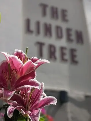 The Linden Tree - Öne Çıkan Resim