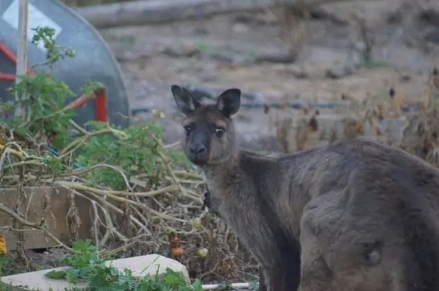 Lindsays of Kangaroo Island - Dış Mekan