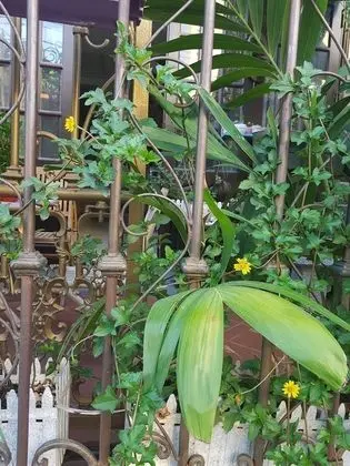 Little Home Hostel Nha Trang - Dış Mekan
