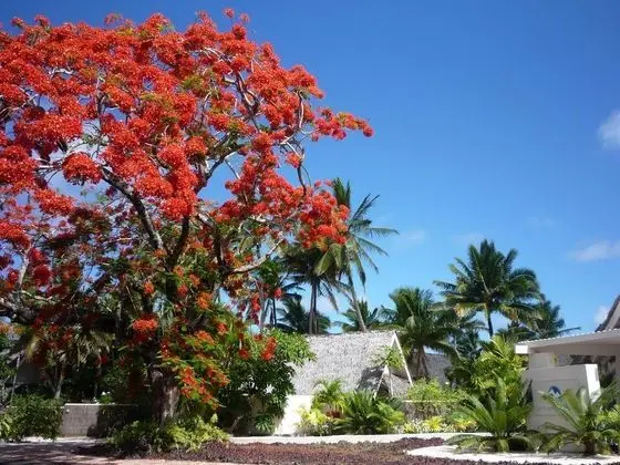 Little Polynesian Resort