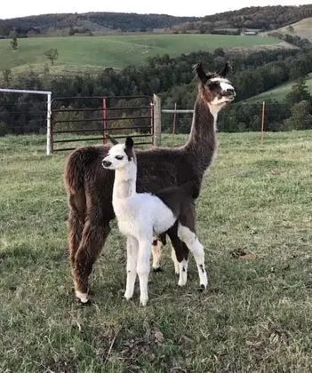 Llama House - Öne Çıkan Resim