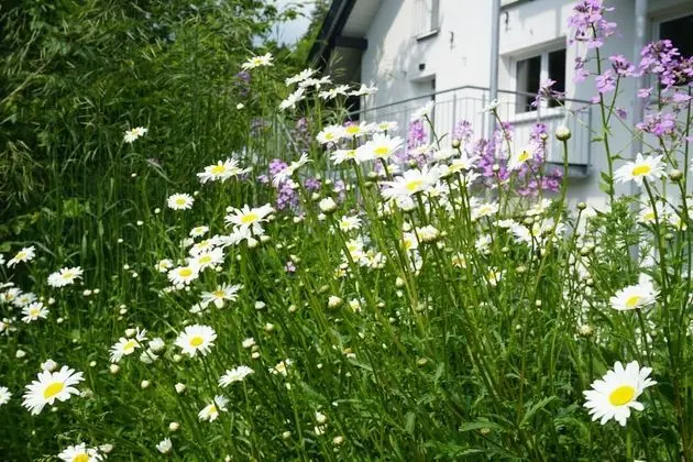 Loft "island" Ferienwohnung Leutkirch Isny im Allgäu - Dış Mekan