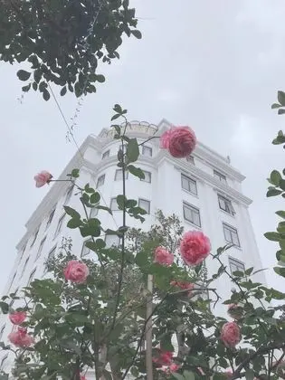 Lotus Hotel & Apartment - Dış Mekan