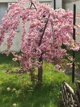 Lovely Friendly House Stay - Dış Mekanlar