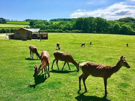 Luxury Safari Lodge Surrounded by Deer!! 'fallow' - Dış Mekan