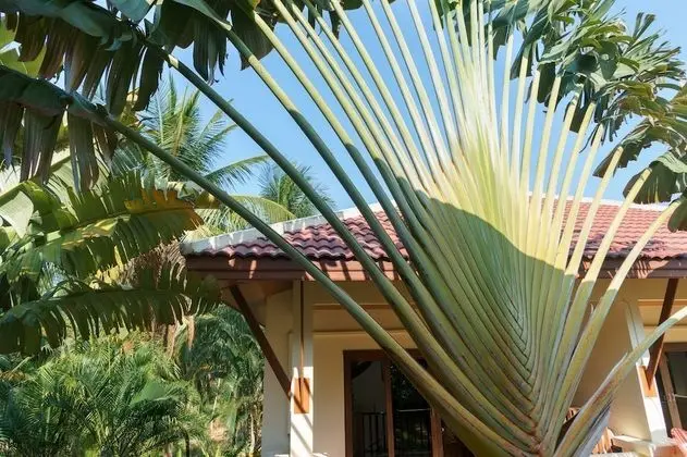Maenam Hills Samui - Dış Mekan