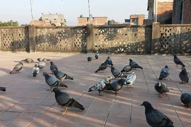 Mahamanjushree Homestay - Oda Manzaraları