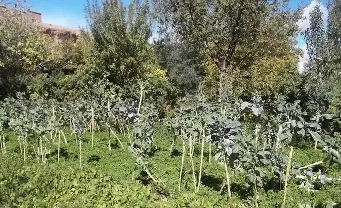 Maison d'hôtes Mogador chez habitants - Dış Mekanlar