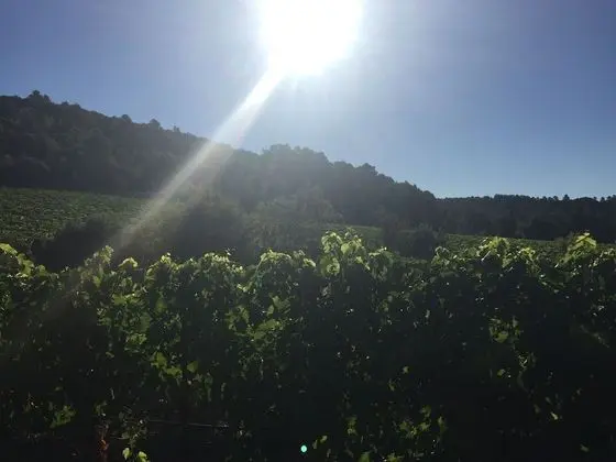 Maison Minervois - Dış Mekan