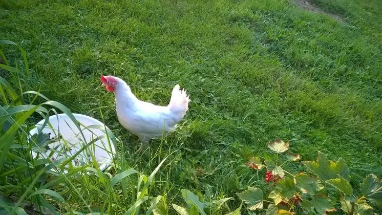 Majatalo Myötätuuli - Dış Mekan
