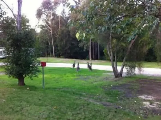Mallacoota's Shady Gully Caravan Park - Dış Mekan