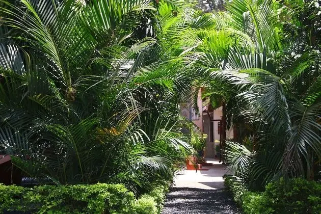 Mama Simba Kilimanjaro Homebase