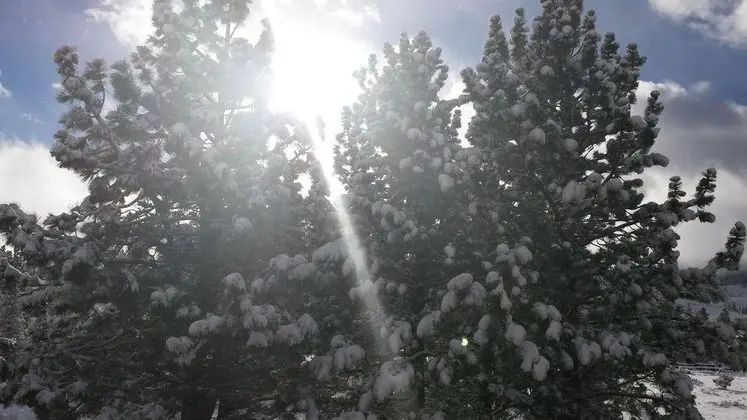 Mammoth Creek Inn