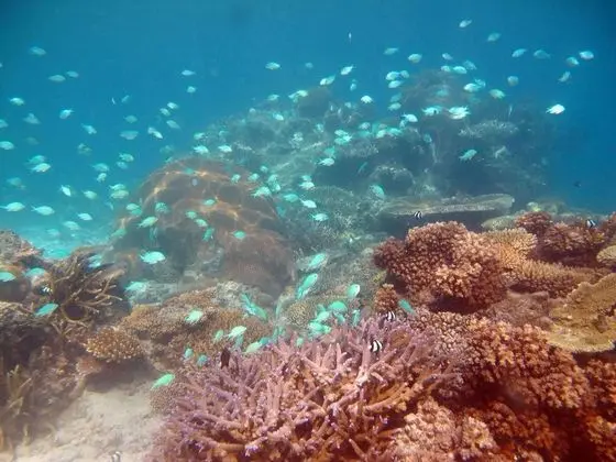 Mantaray Island Resort
