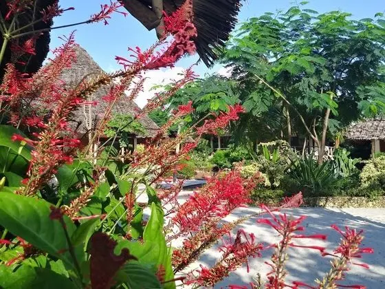 Marafiki Bungalows - Dış Mekan