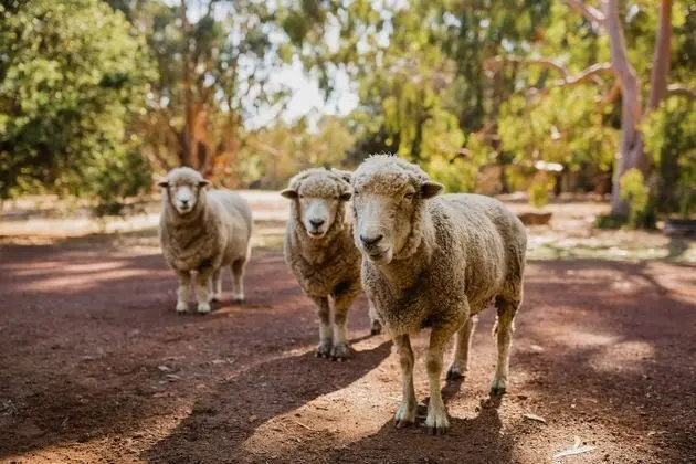 Margaret River Holiday Cottages - Dış Mekan