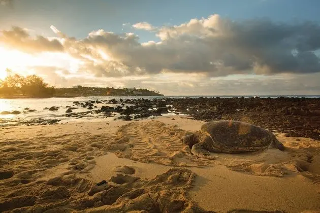 Marriott's Waiohai Beach Club - Plaj
