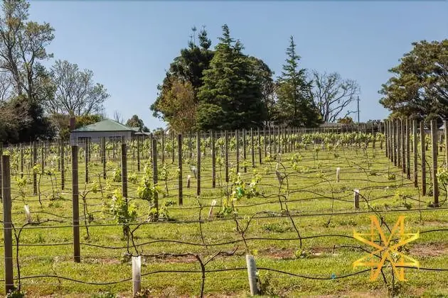 Mason Wines - Dış Mekan