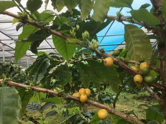 Matayoshi Coffee Farm - Dış Mekan