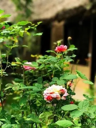 May Homestay Ninh Binh - Dış Mekan