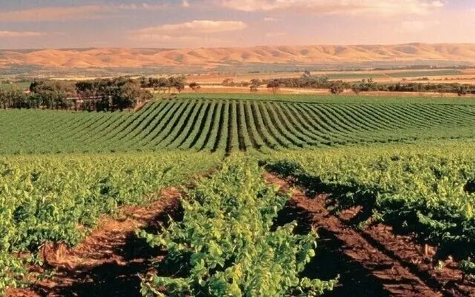 McLaren Vale Backpackers - Dış Mekan