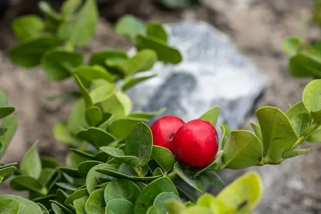 Melidonia Suites - Dış Mekan