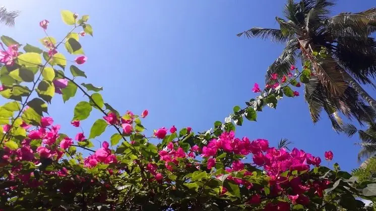Villa Meno Spa and Beach Resort - Dış Mekan