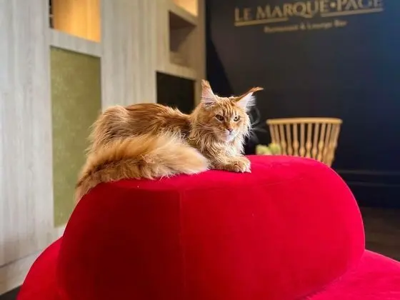 Mercure Lille Marcq en Baroeul - Genel