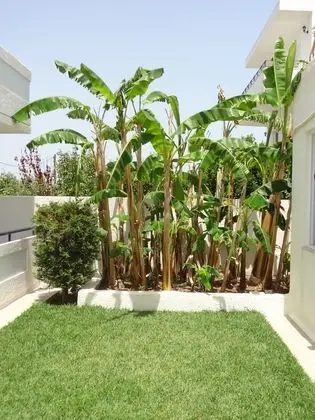 Michalis Studios & Apartments - Dış Mekan