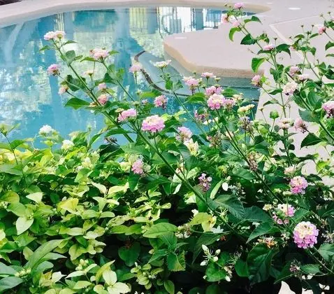 Midtown Garden Phoenix Hotel - Havuz