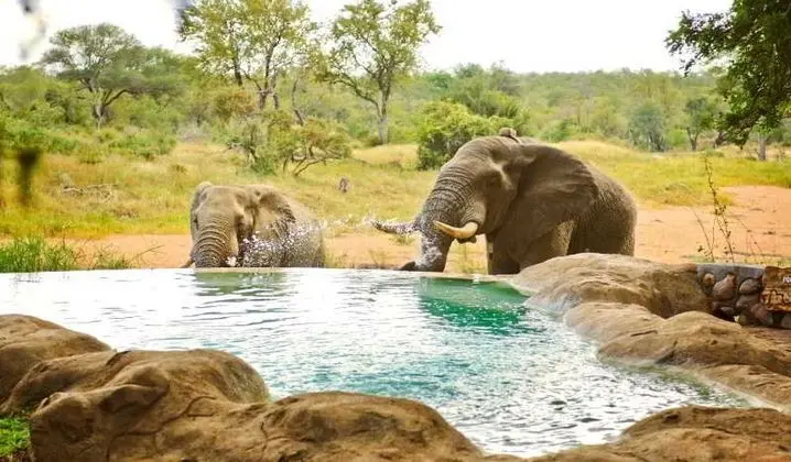 Motswari Private Game Reserve - Timbavati - Havuz