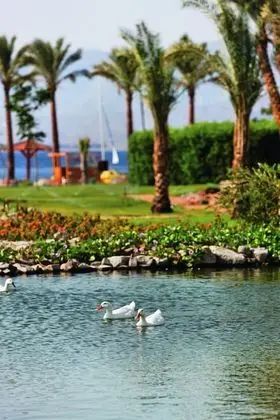 Mövenpick Resort Taba - Dış Mekan