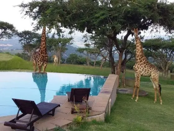 Muluwa Lodge - Havuz