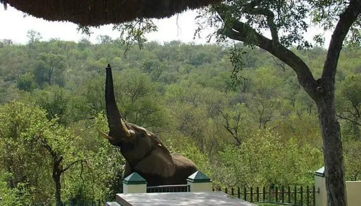 Muweti Bush Lodge - Dış Mekan