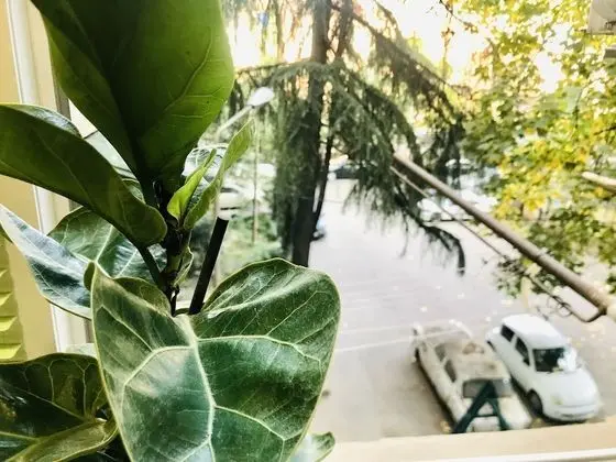 My house on Agmashenebeli street